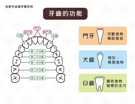 門牙下面的牙齒|瞭解牙齒的各部分構造和功能